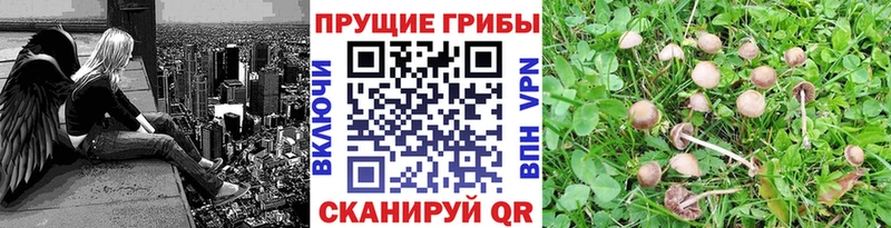 Галлюциногенные грибы Psilocybe  Купить где  Тайшет 